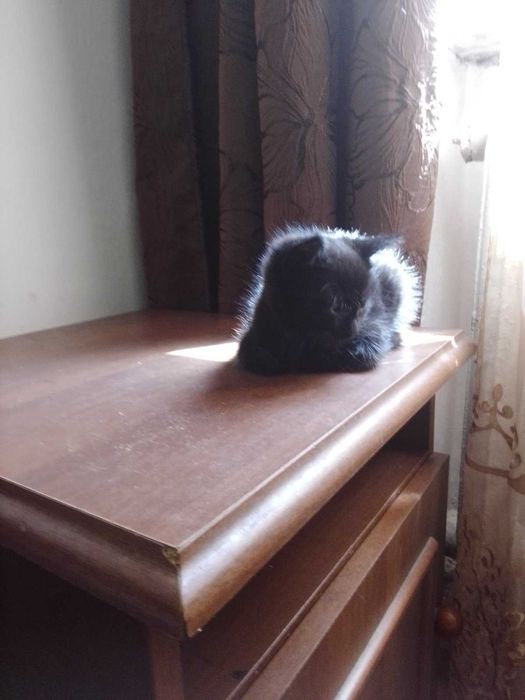 Котик у добрі руки