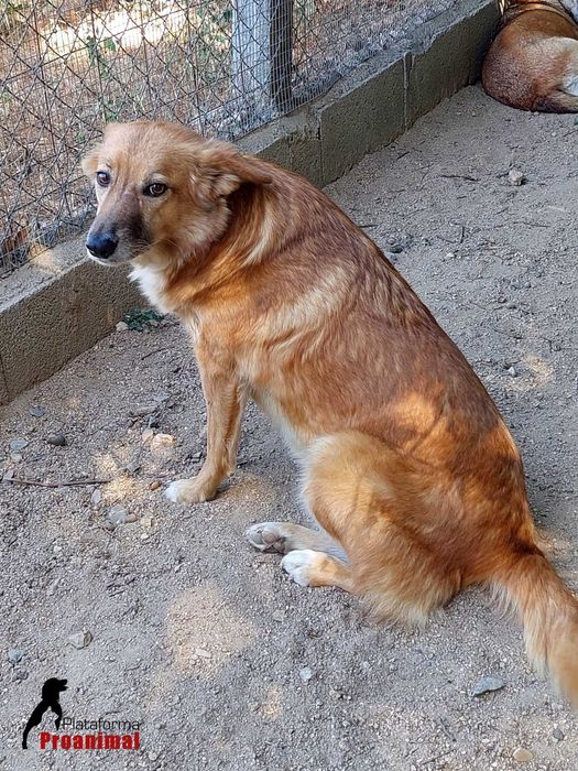 ZUCA - Cadelinha Sénior para Adoção!