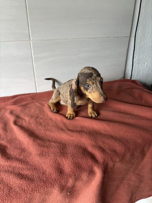 Teckel femea miniatura arlequim castanho