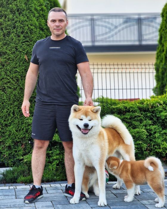 Akita Inu FCI/ZKwP już Do ODBIORU