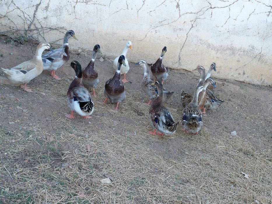 Patos marrecos de rouen