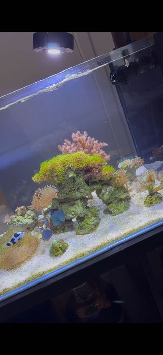 Vendo Aquário marinho completo semi-novo 80L (36x62x36)