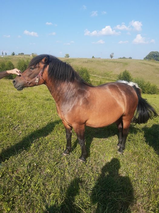 Sprzedam klacz , koń