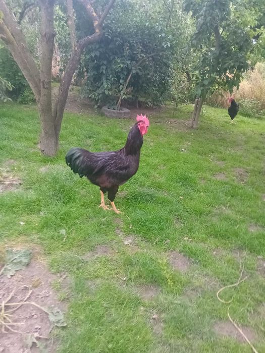 Jaja lęgowe Karmazynow, Rhode island red