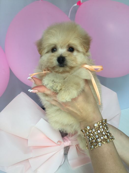 Помапу — Ідеальні супутниці з мякою шерстю та відкритим серцем