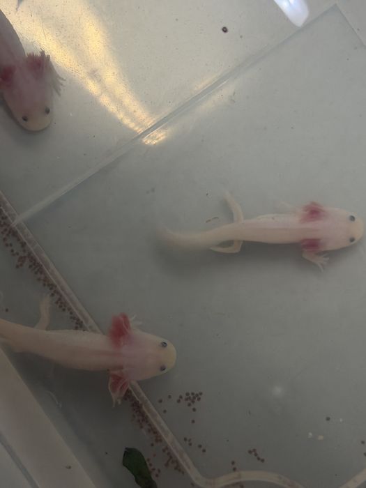 Peixes Axolotes