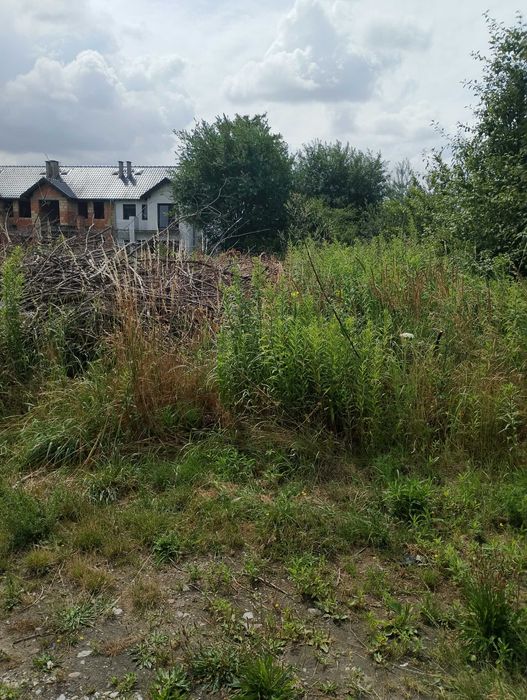 Gałęzie na zrębki oddam za darmo