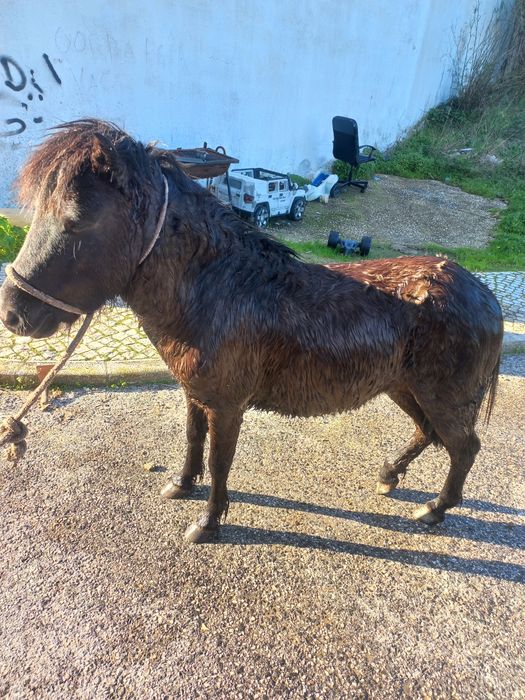 Vendo ponei manso para crianças