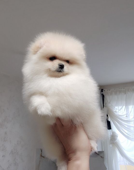 Кремовый малыш померашка