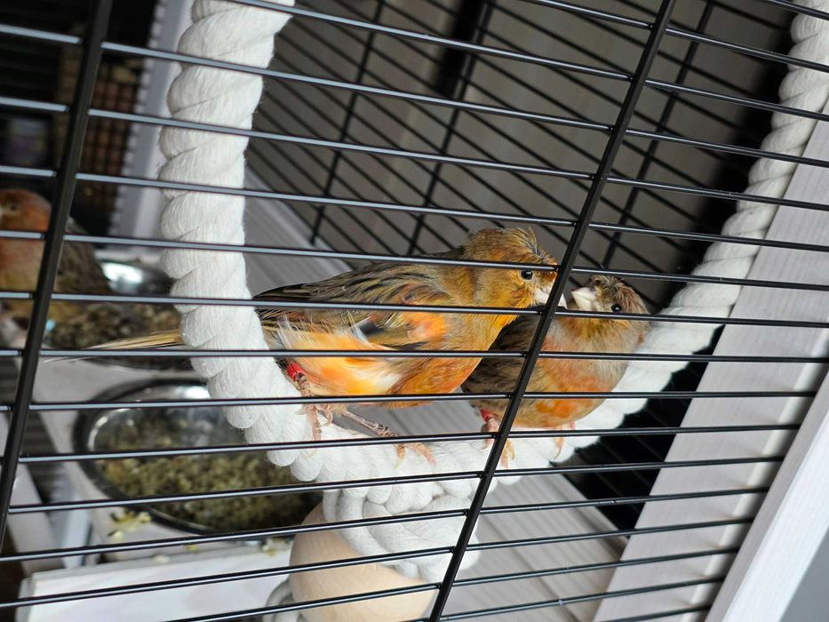 Kanarki śpiewające z koroną 2024r.