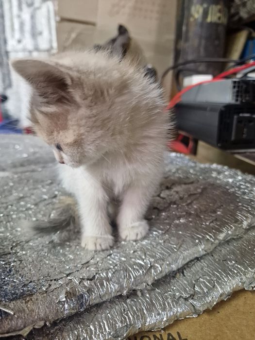 Котята безкоштовно