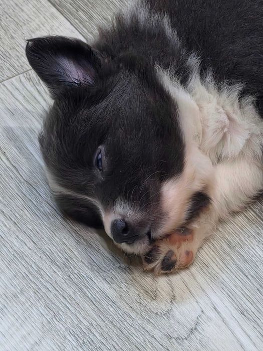 Piesek Border Collie niebiesko-biały