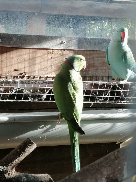 Ring necks verdes (casal rep.)