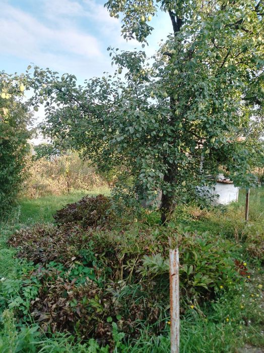 Продам дом в Таромском