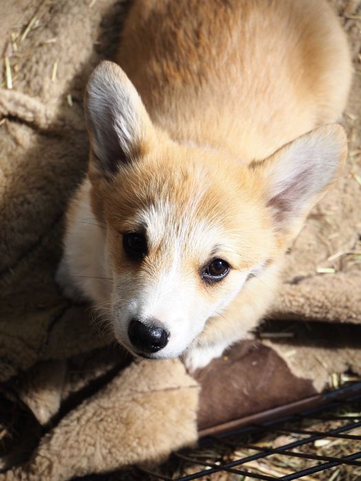 Szczeniak Welsh Corgi Pembroke