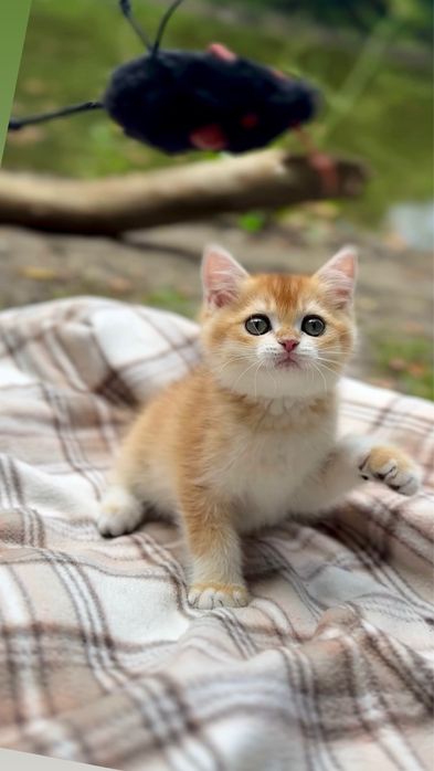 Золота шиншила Scottish Fold чарівні кошенята