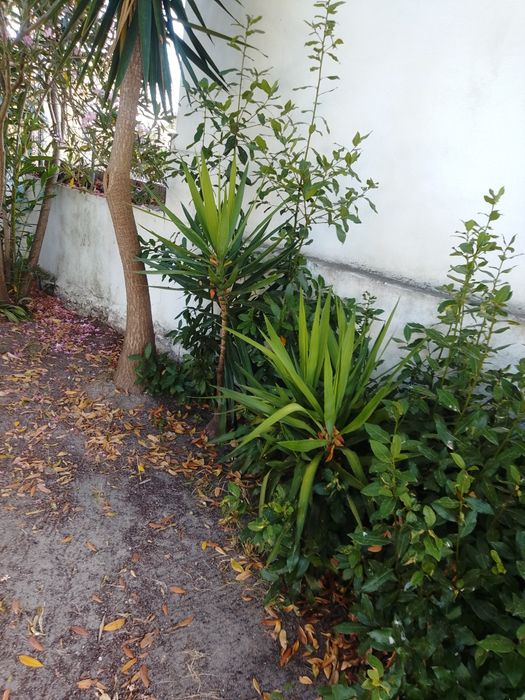 Plantas uicas tropicais