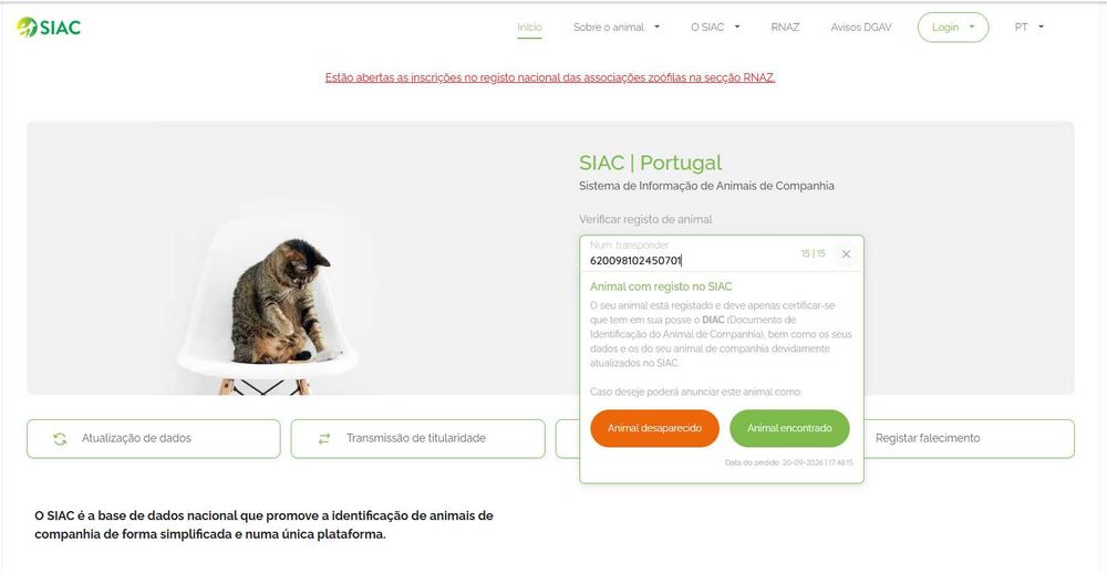 Cavalier King Charles Spaniel - macho Ruby (marrom) nascido no Algarve em 18 de Agosto.