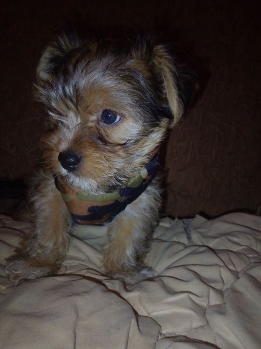 Йоркширський тер'єр.