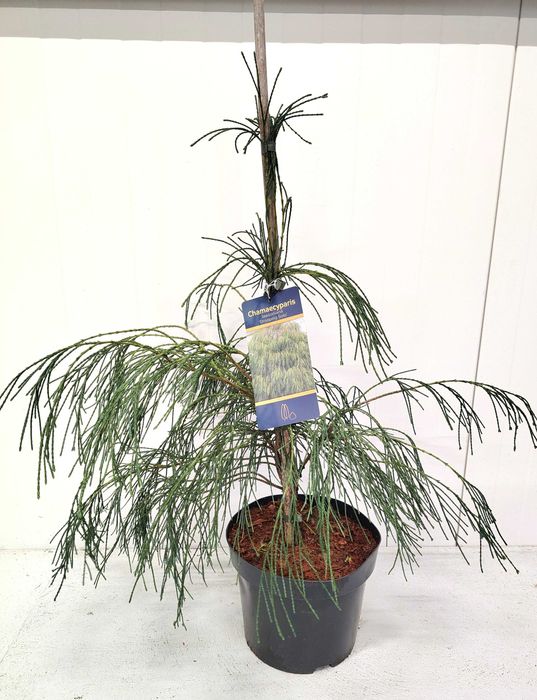 Cyprysik Lawsona DROOPING SOLO 5L