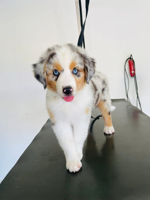 Pastor australiano com LOP