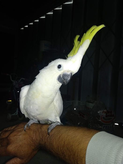 Cacatua galerita eleonora