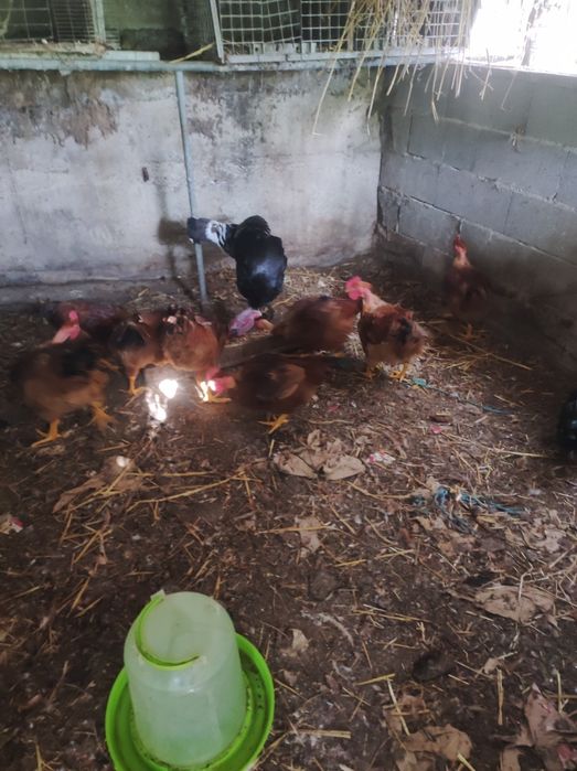 . galos caseiro vermelhos