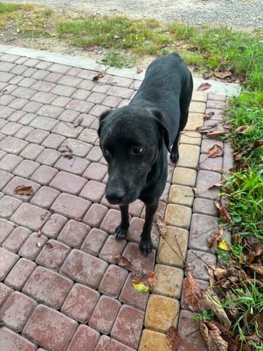 Znaleziono pieska labradora