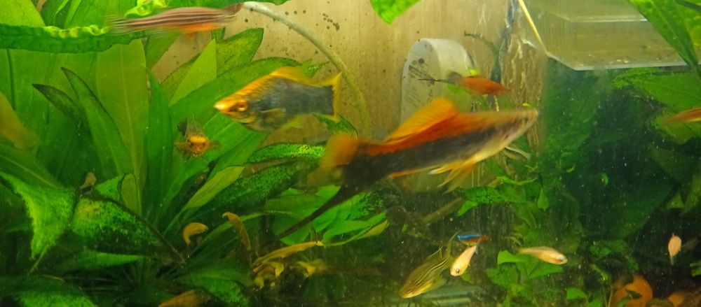 Młode mieczyki 1/3cm