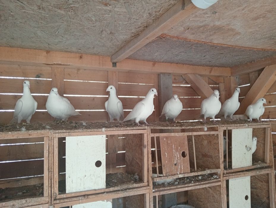 Sprzedam białe gołebie pocztowe