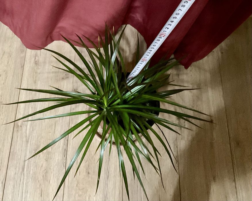 Драцена  , кімнатна рослина