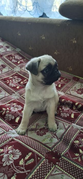 Продам щенка мопса 2 месяца девочка.