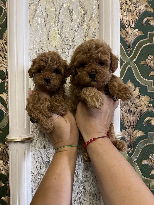 Щенки миники красавцы