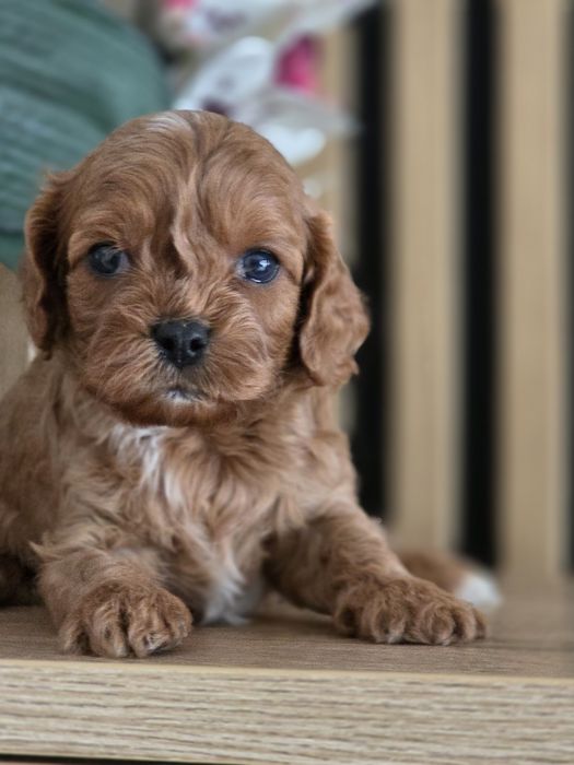Cavapoo   .Badania genetyczne.Do rezerwacji.