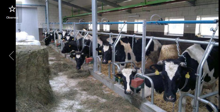 Wygrodzenia stanowiska dla bydła Jażmo uwięzi ,agrafka .łańcuch