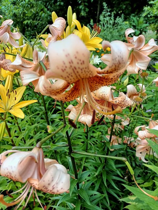 Молочай кипарисовидный, ирисы, лилии, ромашки