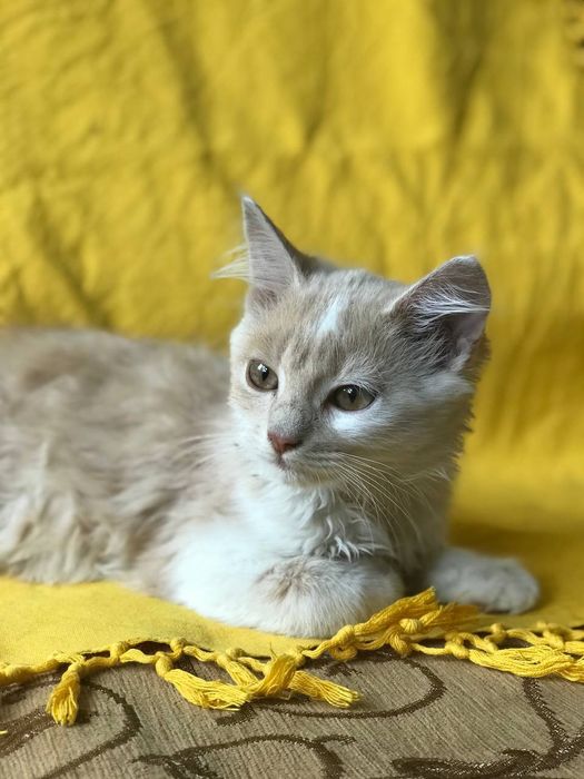 Кошеня в добрі руки