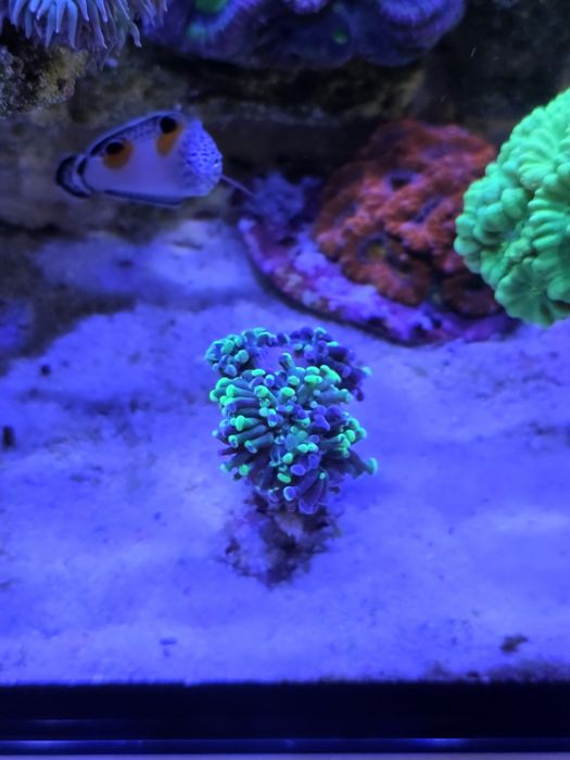 Akwarium morskie euphyllia