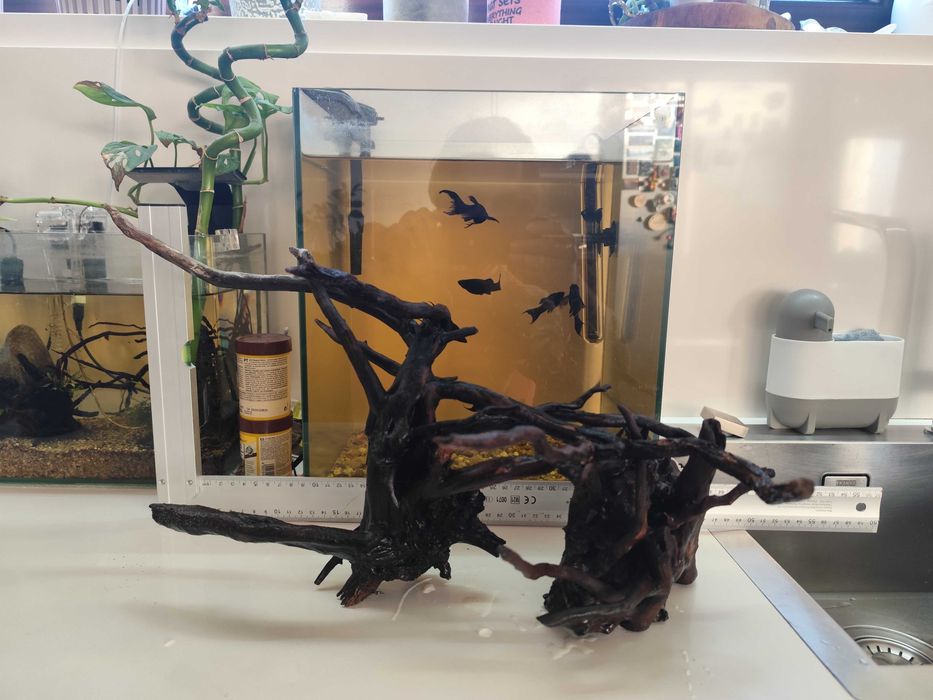 Urgente Aquariofilia, aquário, plantas e peixes