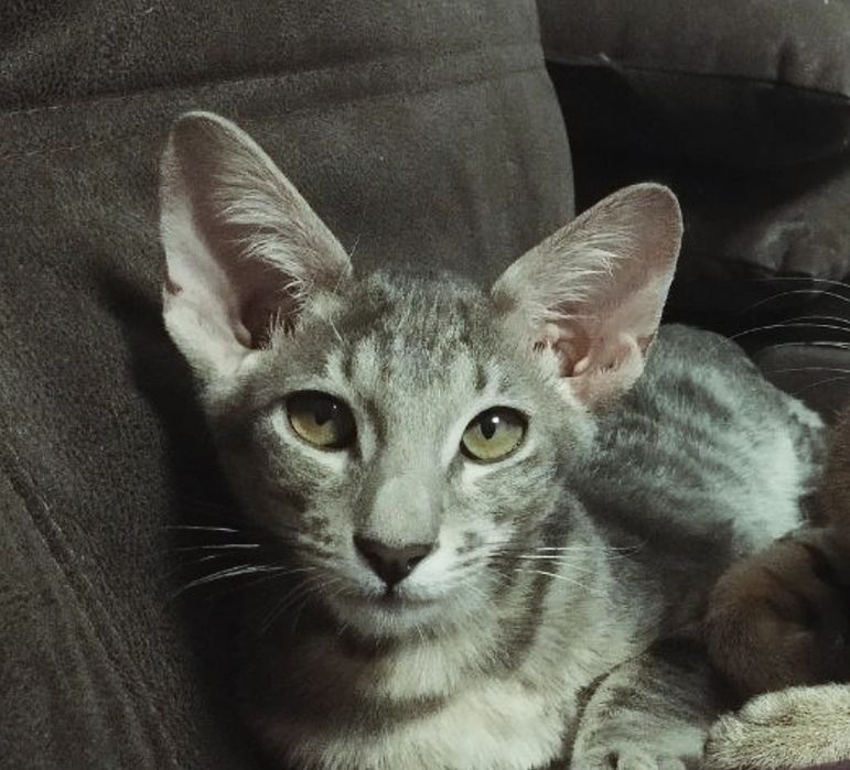 орієнтальні кошенята