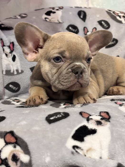 Дівчинка французький бульдог