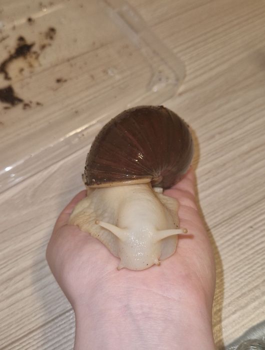 Młode ślimaki achatina