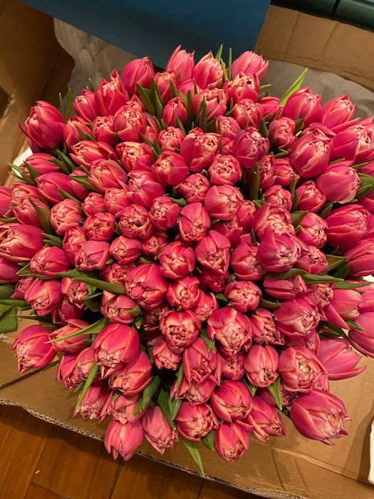 Тюльпан к 8 марта опт