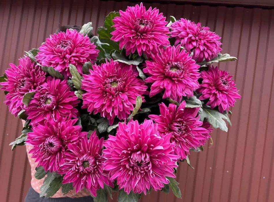 Наборы хризантема