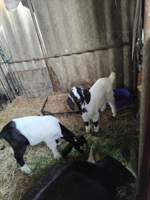 Cabras e cabritos anglonubianos cuzados