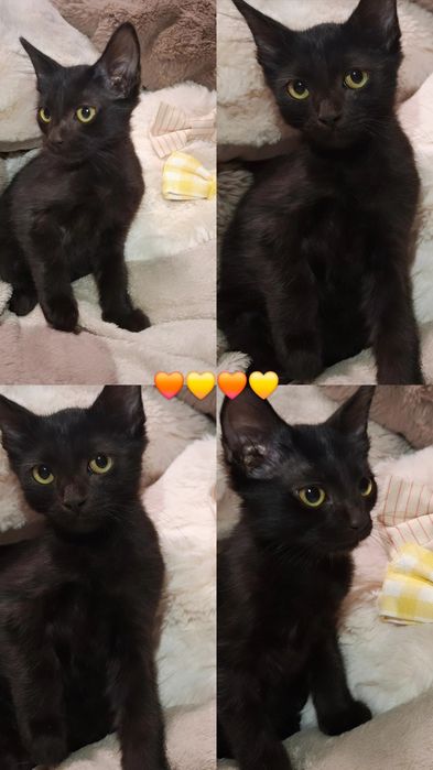 Gatinho para adopção com oferta dos primeiros tratamentos veterinários