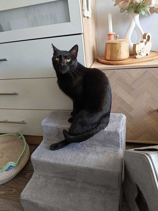 Sigma: kot, przy którym zapomnisz, czym jest cisza i nuda. Adoptuj!