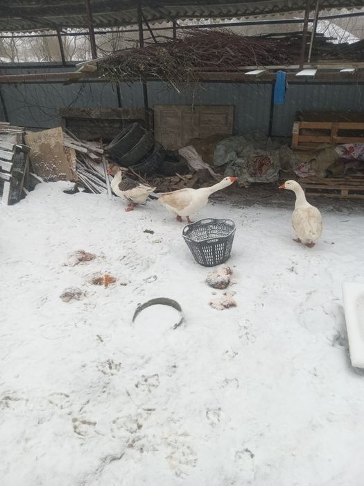 Продам гусака мамут