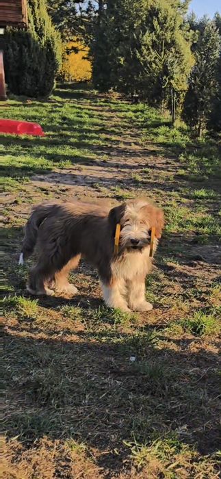 BEARDED COLLIE  szczeniak  lato 2026