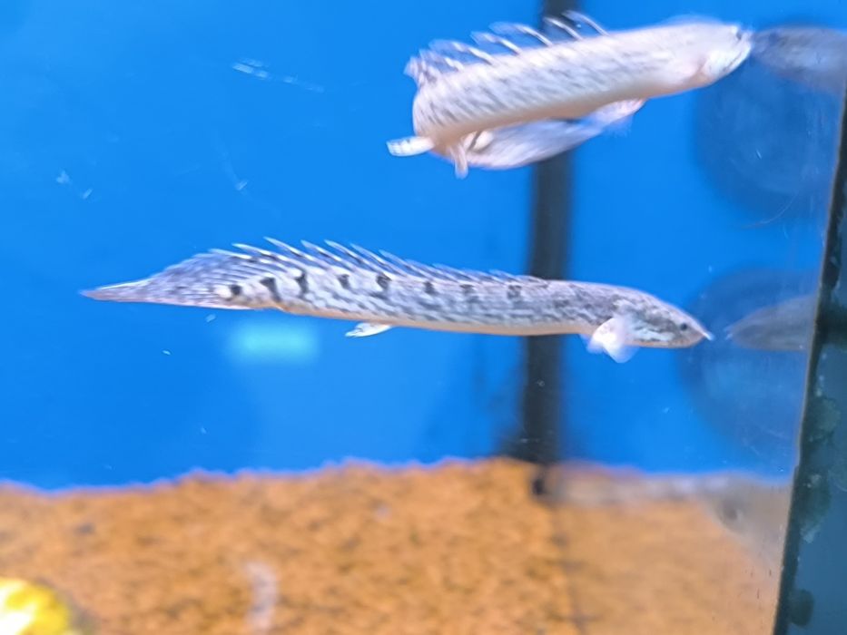 Polypterus Delhezi